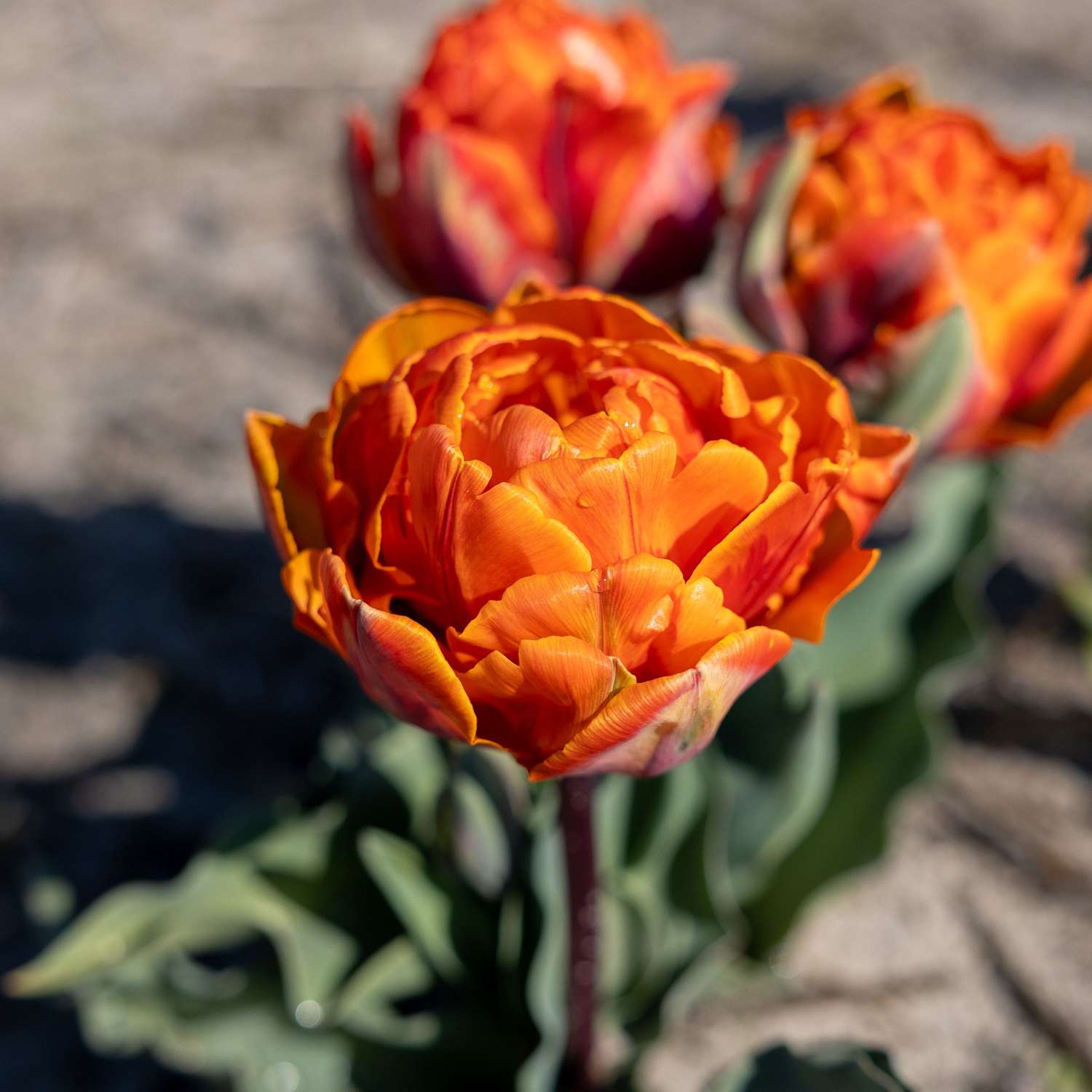 Tulipe 'Orange Princess'